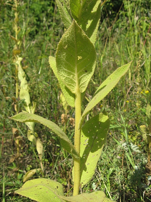 Изображение особи Verbascum phlomoides.