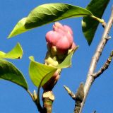 Magnolia × soulangeana. Плод. Украина, г. Кривой Рог, Ботанический сад НАН Украины. 27.09.2009.