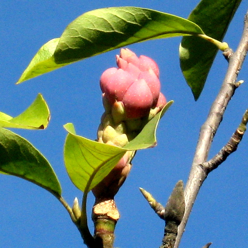 Image of Magnolia &times; soulangeana specimen.