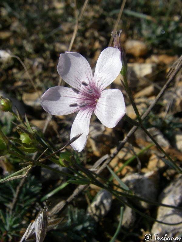 Изображение особи Linum tenuifolium.