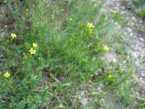 Linum corymbulosum