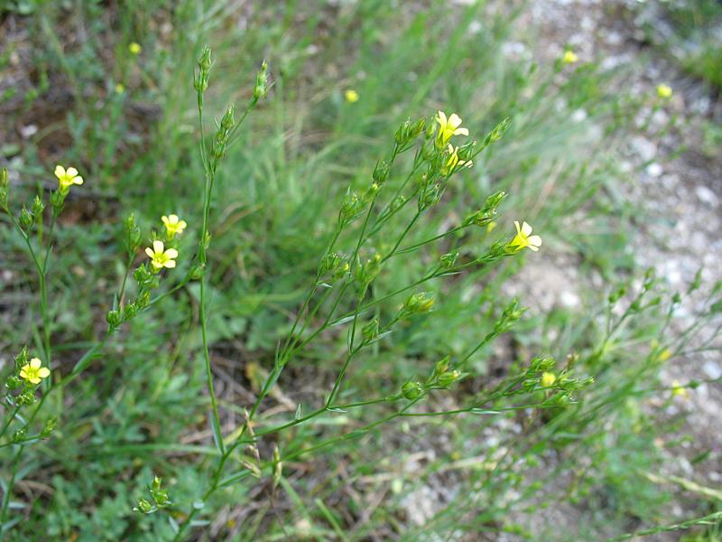 Изображение особи Linum corymbulosum.