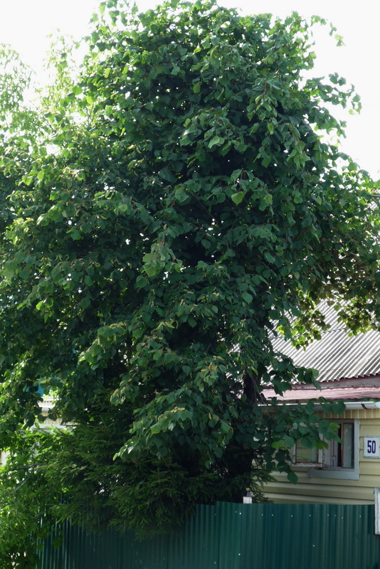 Изображение особи Tilia cordata.