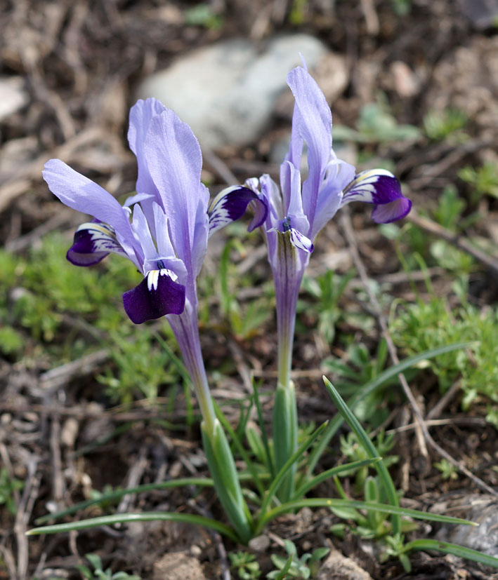 Image of Iridodictyum kolpakowskianum specimen.