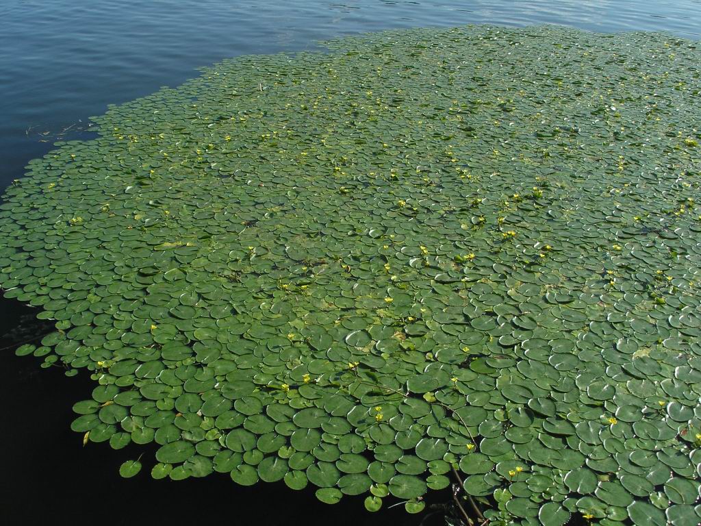 Image of Nymphoides peltata specimen.