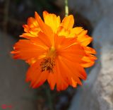 Cosmos sulphureus