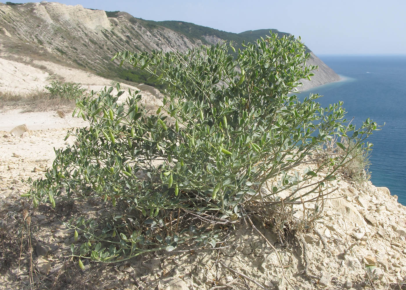 Изображение особи Zygophyllum fabago.