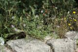 Psoralea bituminosa. Цветущее растение на каменной стене. Черногория, г. Херцег-Нови (Herceg Novi). 17.10.2014.