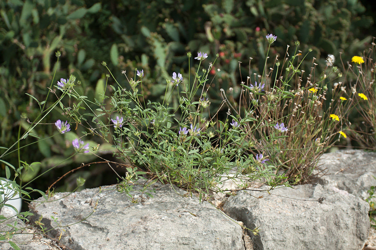 Изображение особи Psoralea bituminosa.