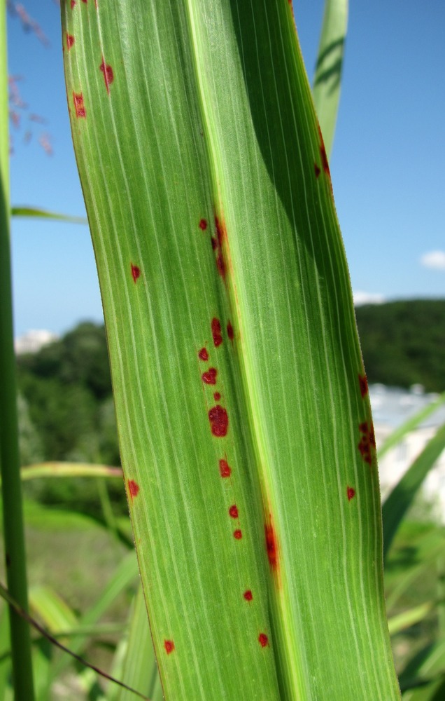 Image of Sorghum halepense specimen.