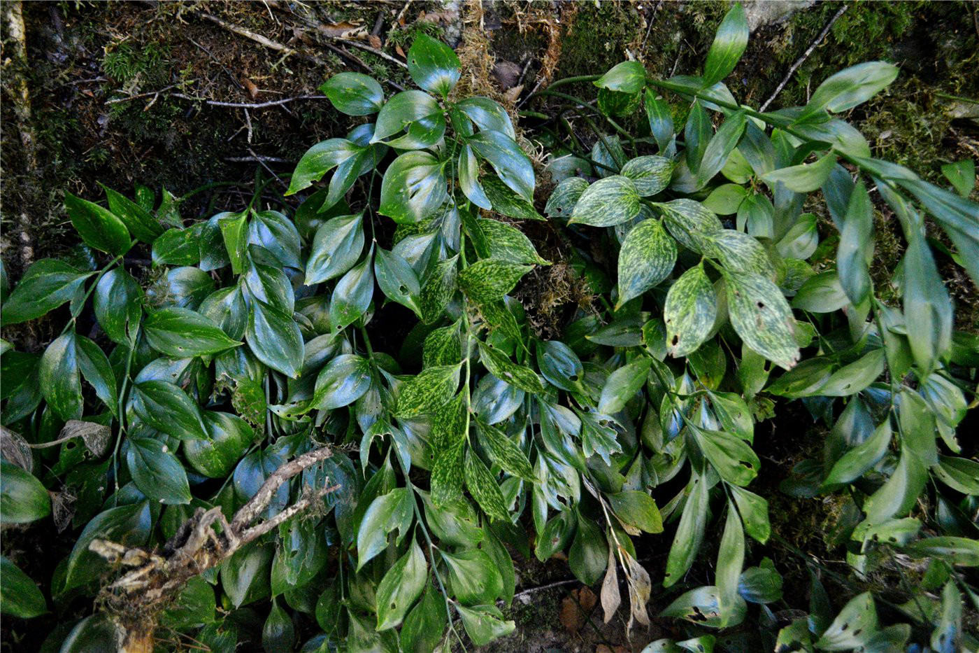 Image of Ruscus colchicus specimen.