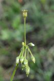 Image of taxon representative. Author is Владимир Эпиктетов