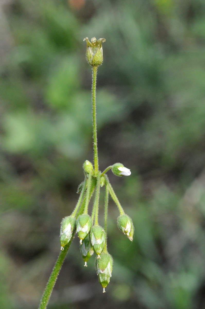 Image of Holosteum glutinosum specimen.