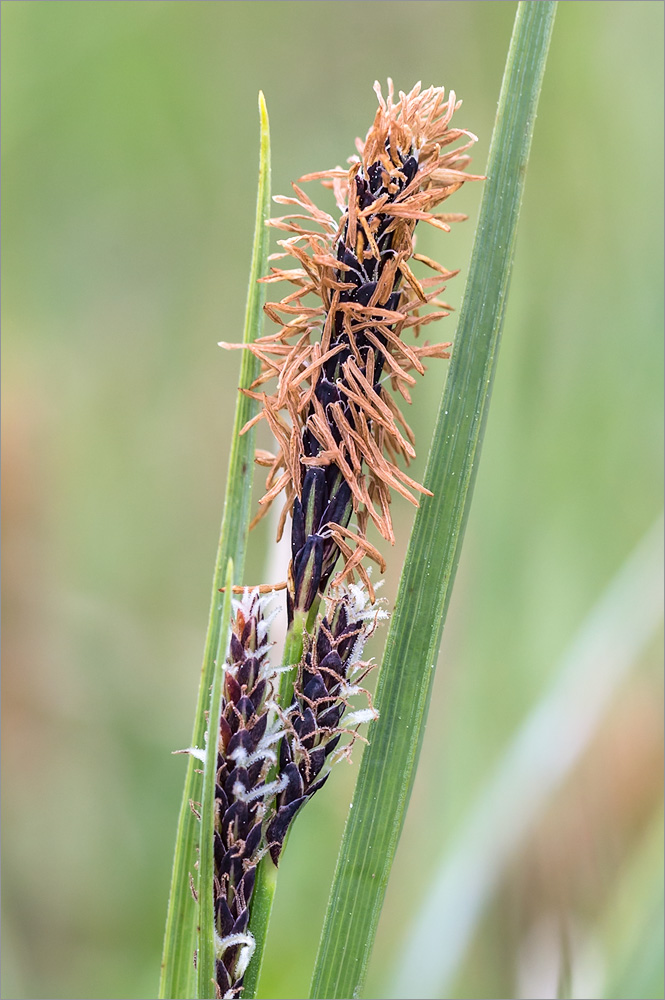 Изображение особи Carex nigra.