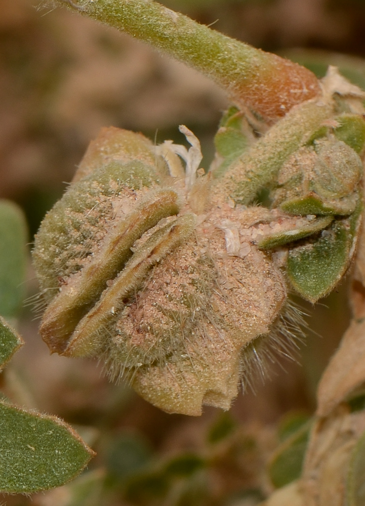 Изображение особи Tribulus macropterus.