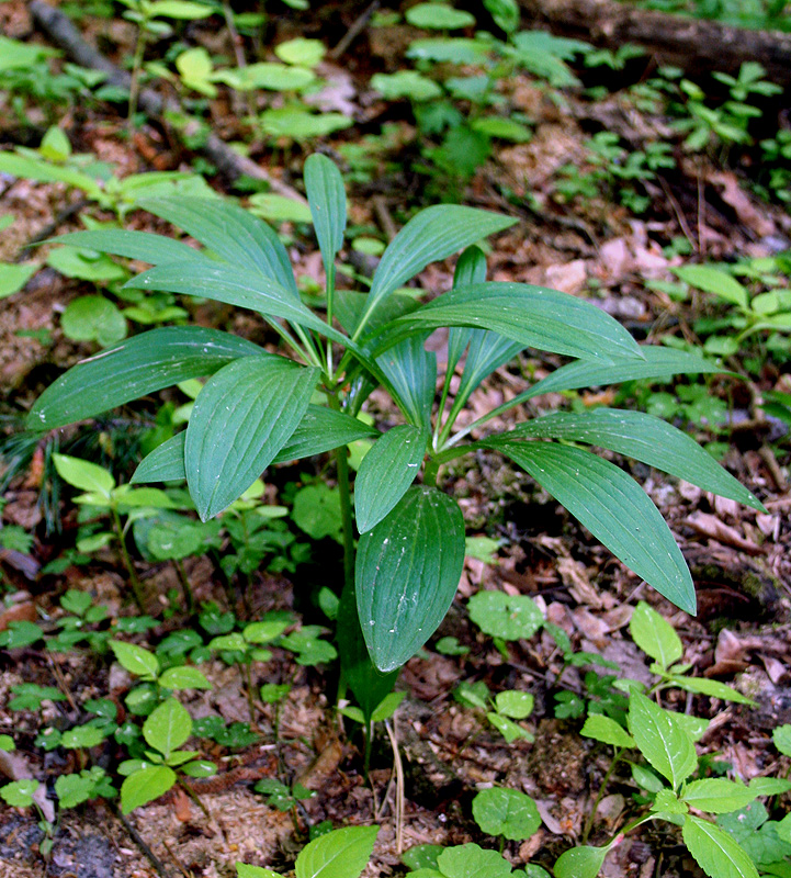 Image of Lilium martagon specimen.