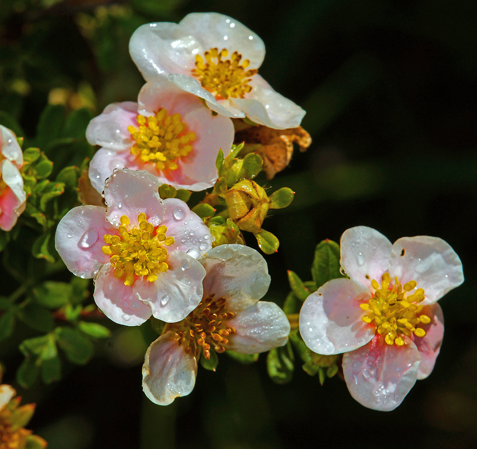 Изображение особи Dasiphora fruticosa.