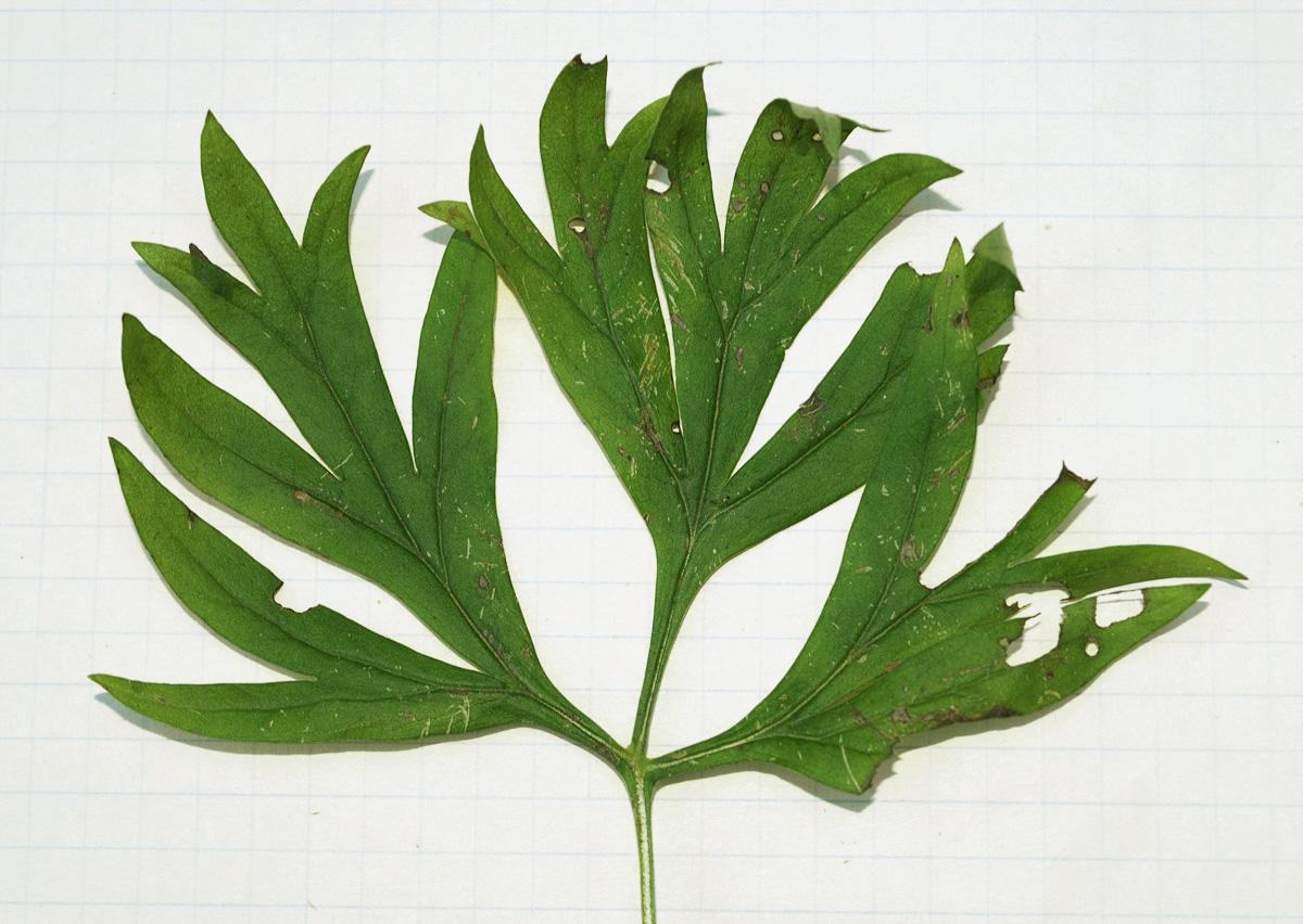 Image of Paeonia hybrida specimen.