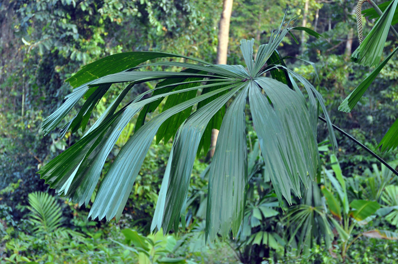 Image of Licuala peltata specimen.