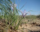 Iris tenuifolia. Часть цветущего растения. Казахстан, Кызыл-Ординская обл., г. Байконур, левый берег р. Сыр-Дарьи у понтонной переправы; песчаный массив. 24.04.2010.