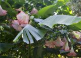 Brugmansia suaveolens. Цветущие растения. Крым, Никитский ботанический сад. 25.09.2012.