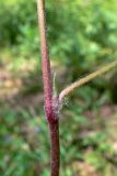 Geranium sibiricum