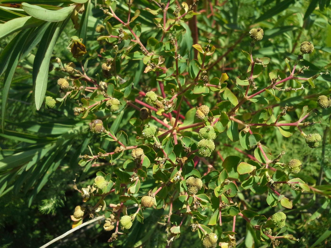 Изображение особи Euphorbia palustris.