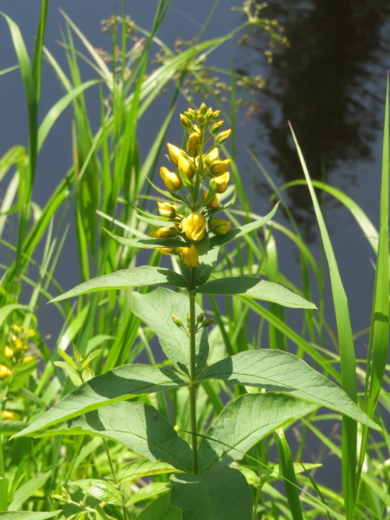 Image of Lysimachia vulgaris specimen.