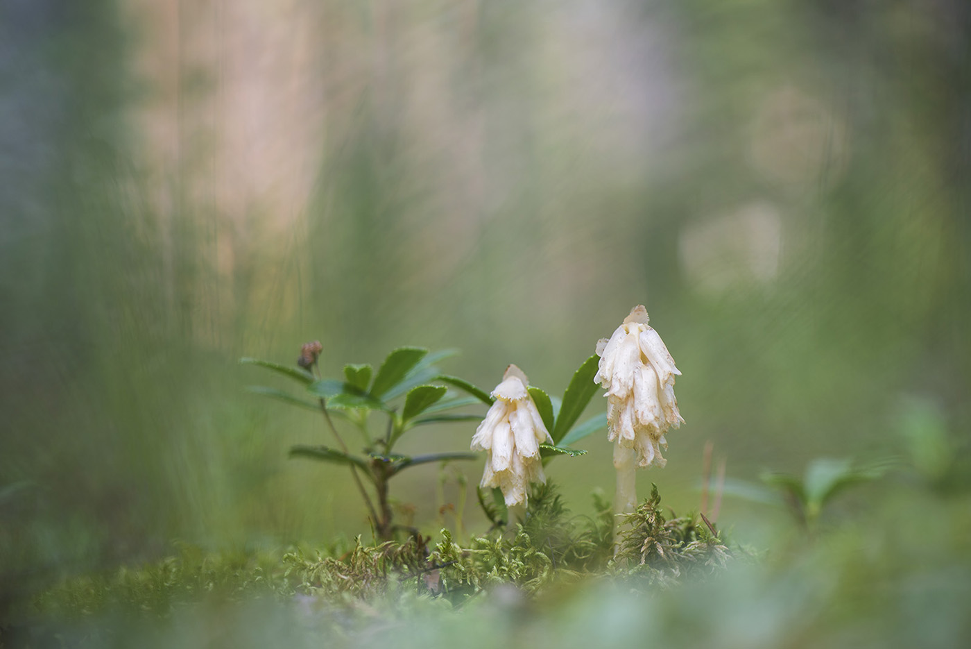 Изображение особи Hypopitys monotropa.