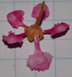 Malpighia glabra