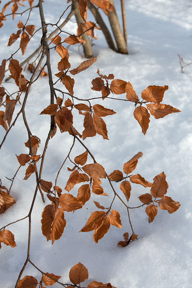 Image of Fagus sylvatica specimen.