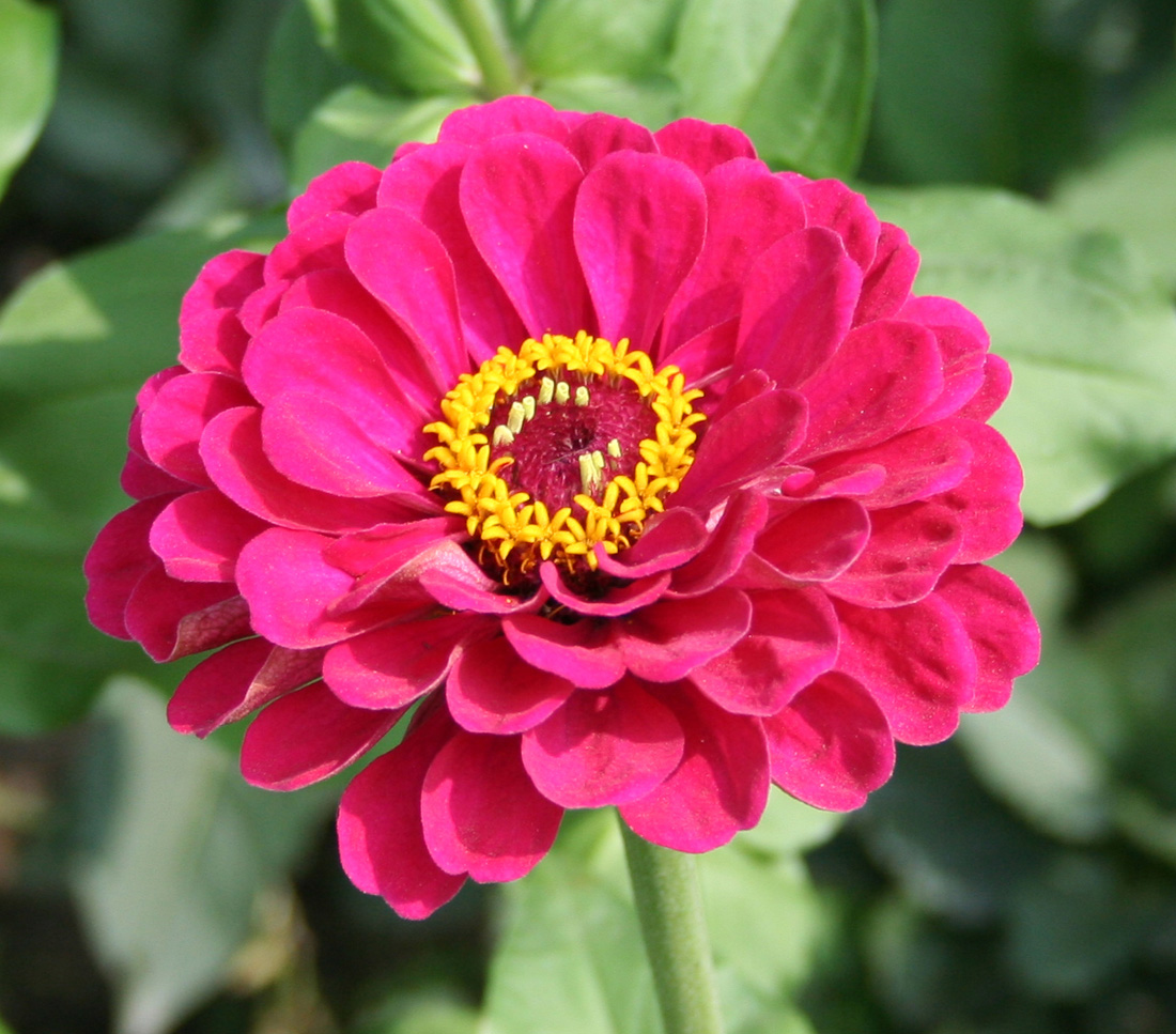 Изображение особи Zinnia elegans.