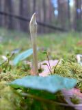 Calypso bulbosa. Развивающийся цветоносный побег. Свердловская обл., окр. г. Североуральск, таёжный лес. 18.05.2007.