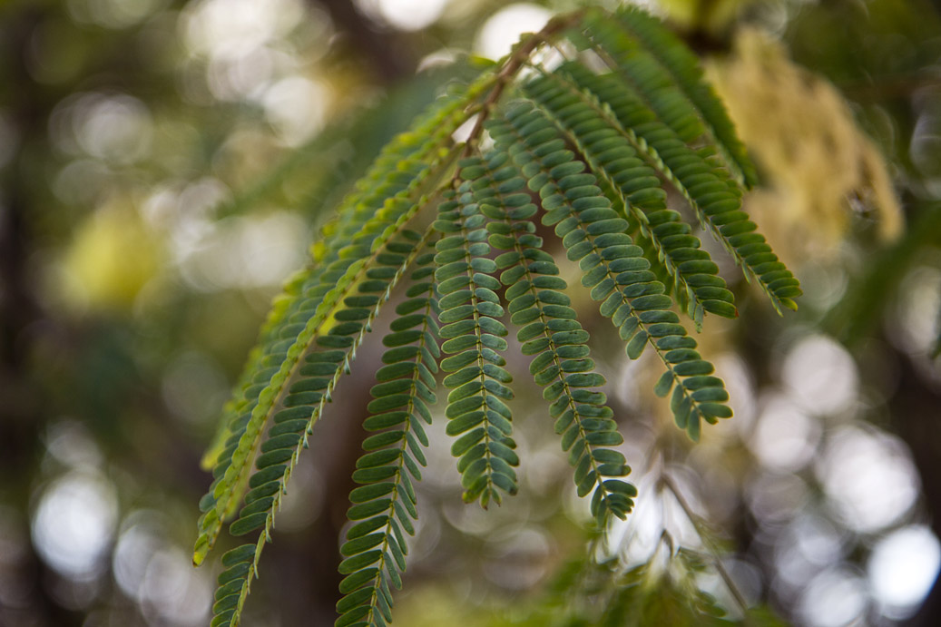 Изображение особи Leucaena leucocephala.