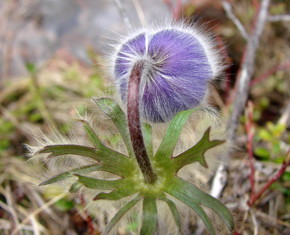 Image of Pulsatilla ajanensis specimen.