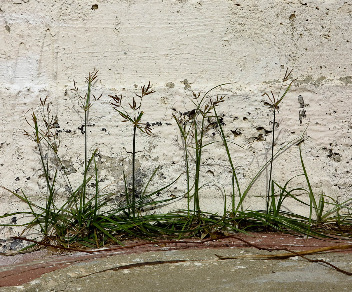 Image of Cyperus rotundus specimen.