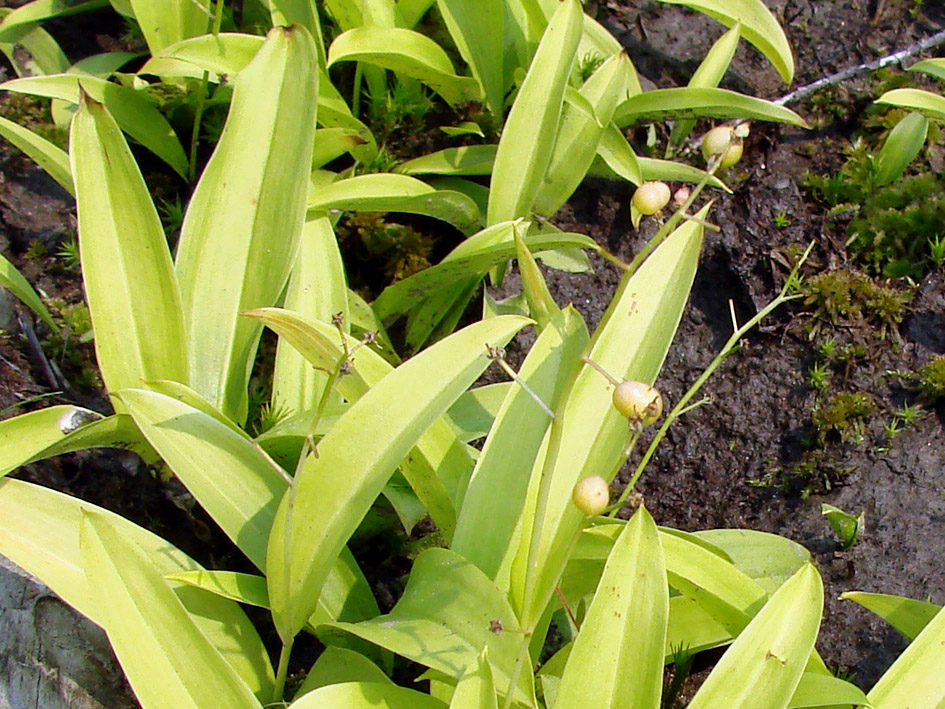 Image of Smilacina trifolia specimen.