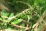 Carex canescens. Соцветие. Окр. Архангельска, сырое место. 09.06.2011.