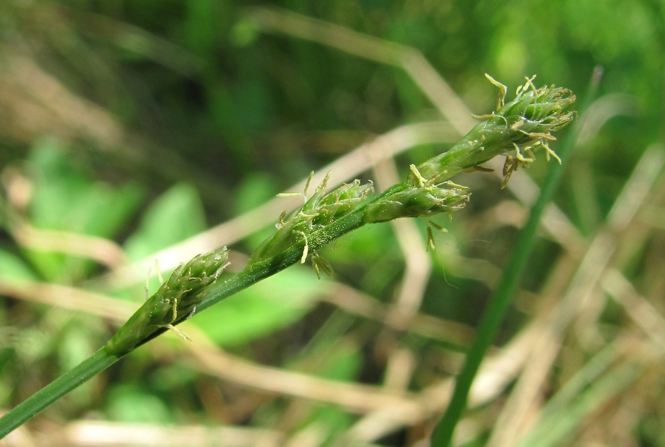 Image of Carex canescens specimen.