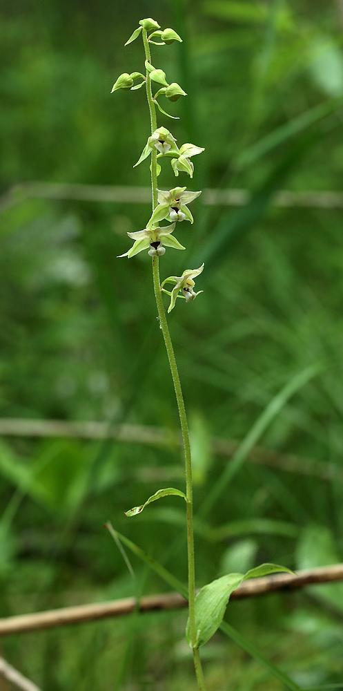 Изображение особи Epipactis helleborine.