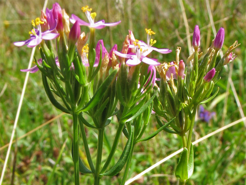 Изображение особи Centaurium erythraea.