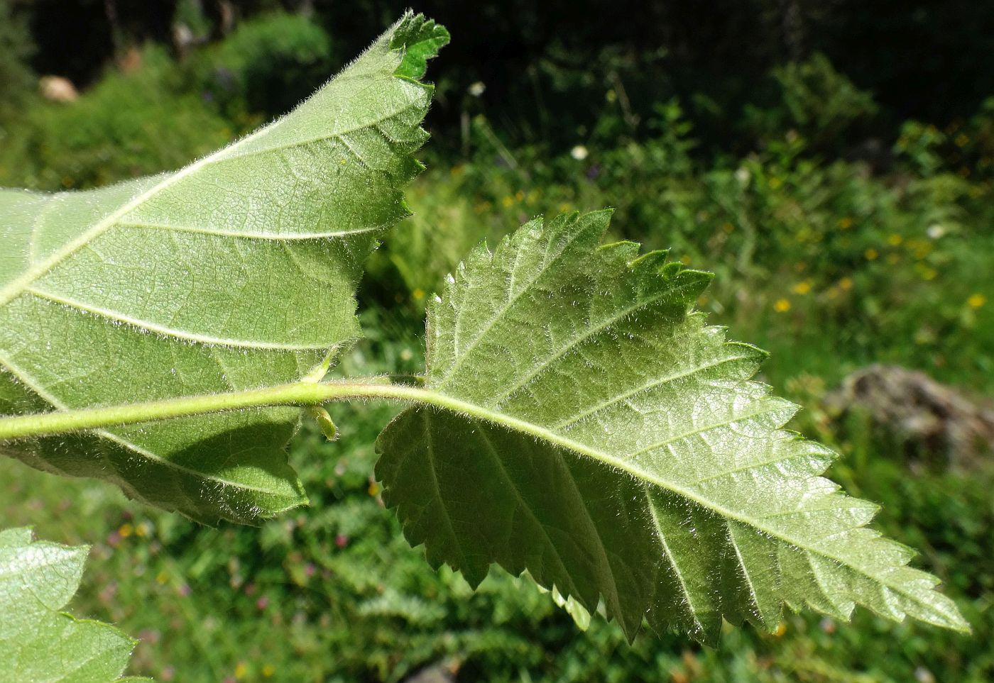 Изображение особи Betula litwinowii.