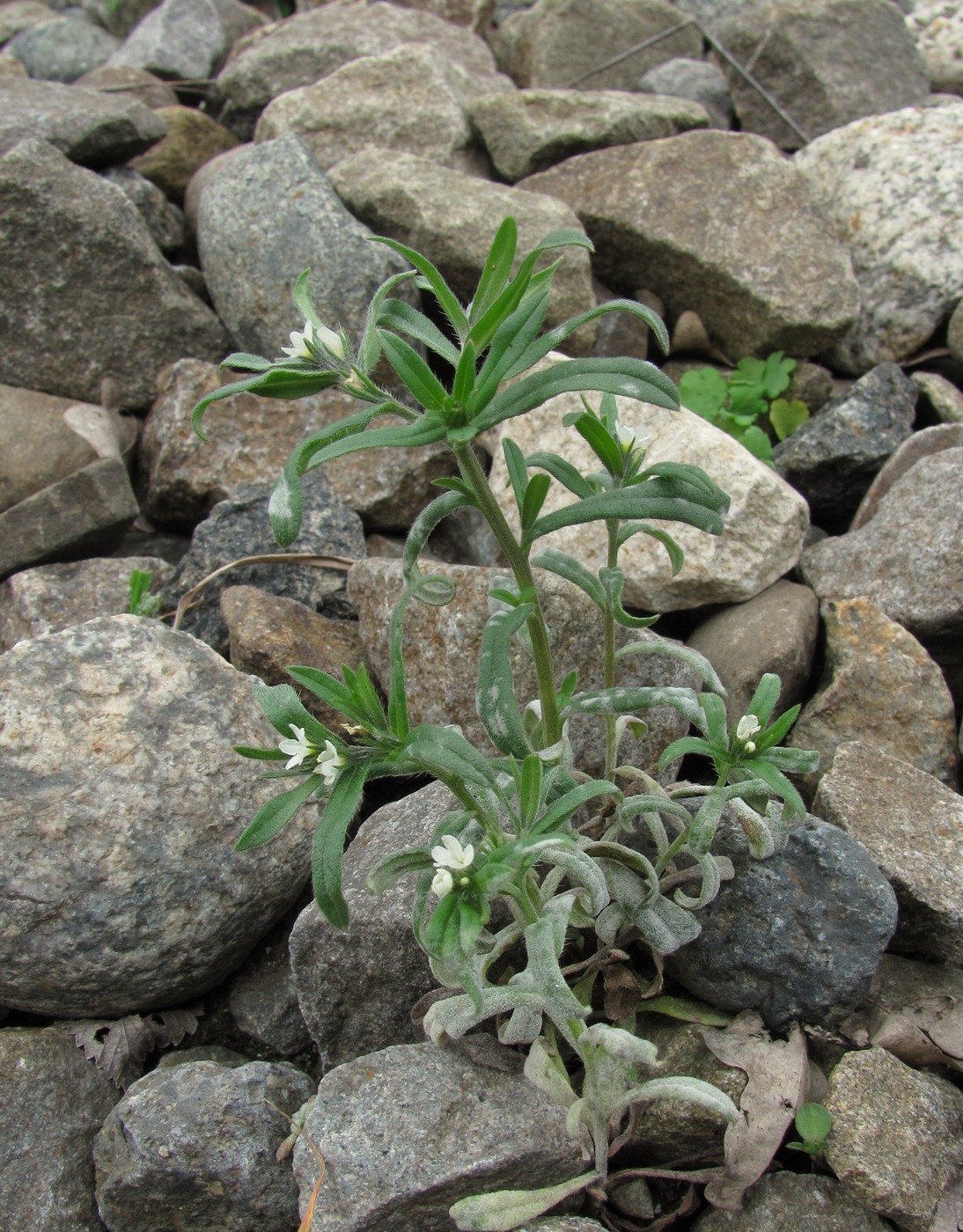 Image of Buglossoides arvensis specimen.