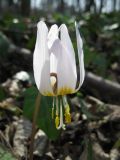 Erythronium caucasicum. Цветущее растение. Украина, Киев, Национальный ботанический сад, в культуре. 08.04.2016.