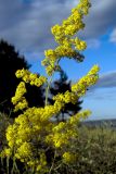 Galium verum. Верхушка цветущего растения. Ульяновская обл., восточный склон Приволжской возвышенности, Шиловская лесостепь. 01.07.2005.