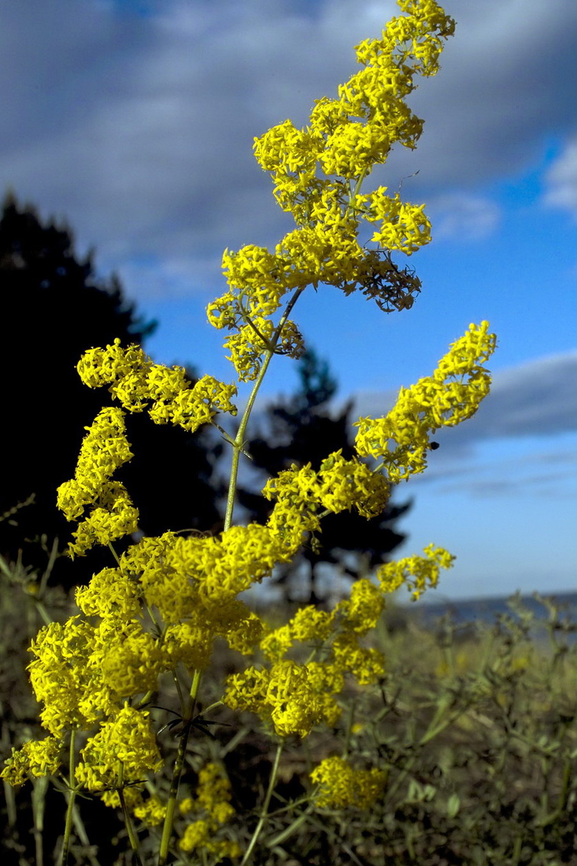 Изображение особи Galium verum.