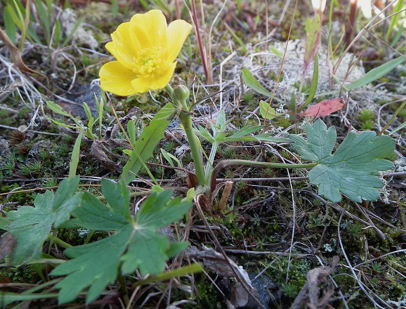 Image of Ranunculus propinquus specimen.