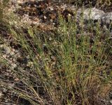 Poa transbaicalica