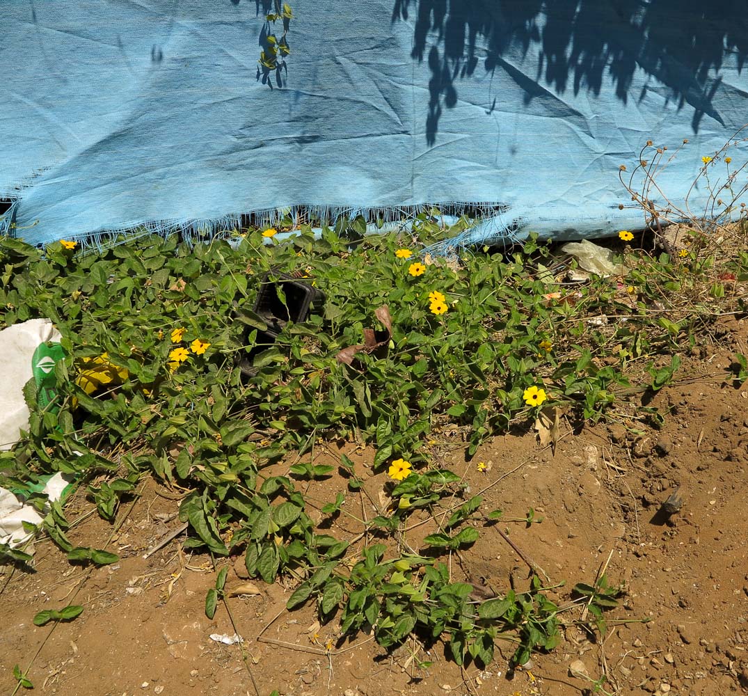 Image of Thunbergia alata specimen.