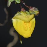Kickxia sagittata